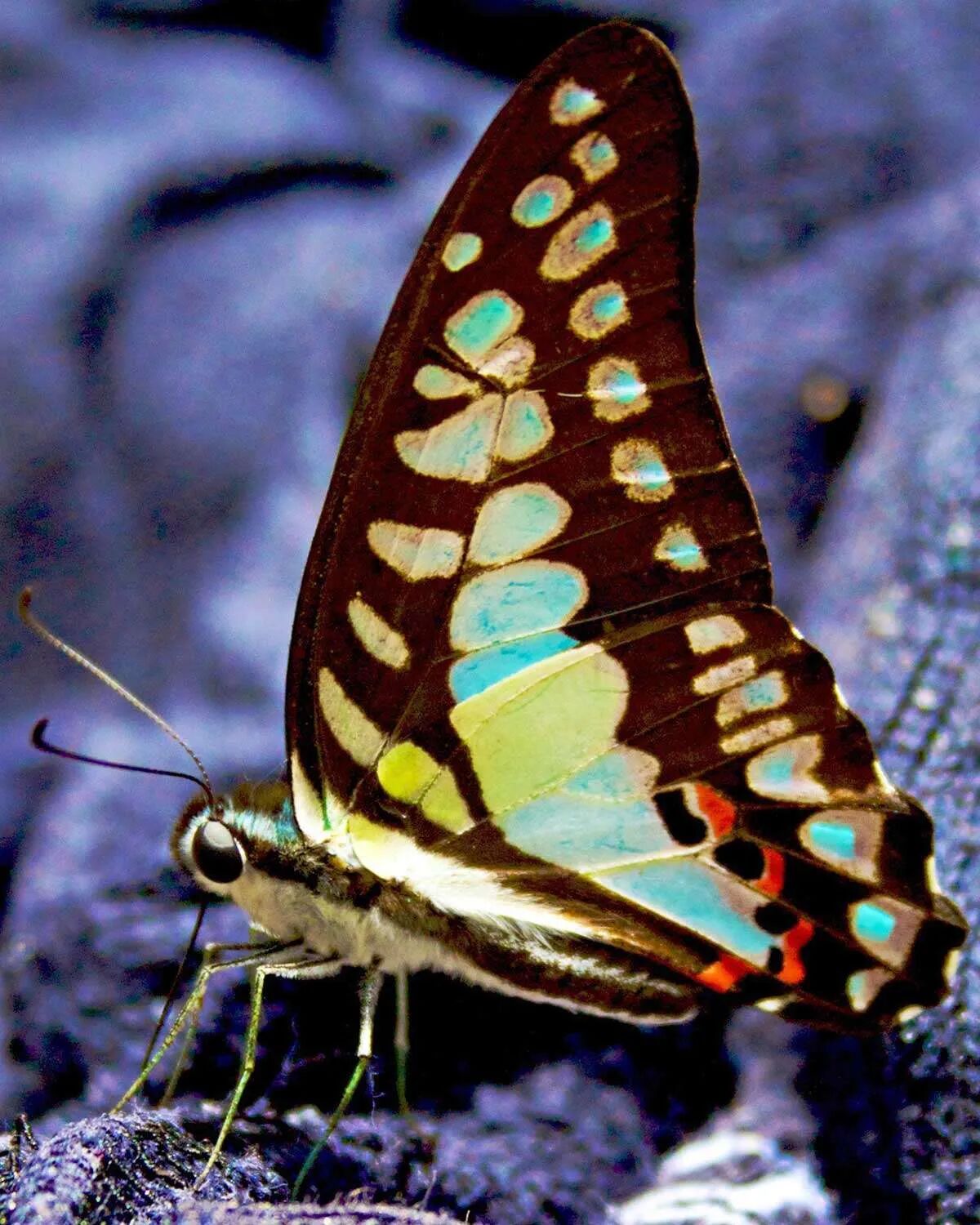 Butterfly Khao Sok Thailand